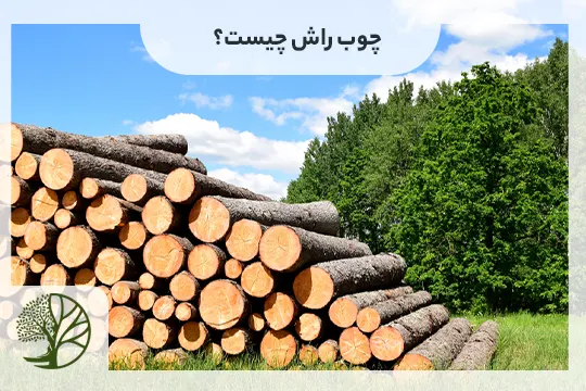 معایب چوب راش